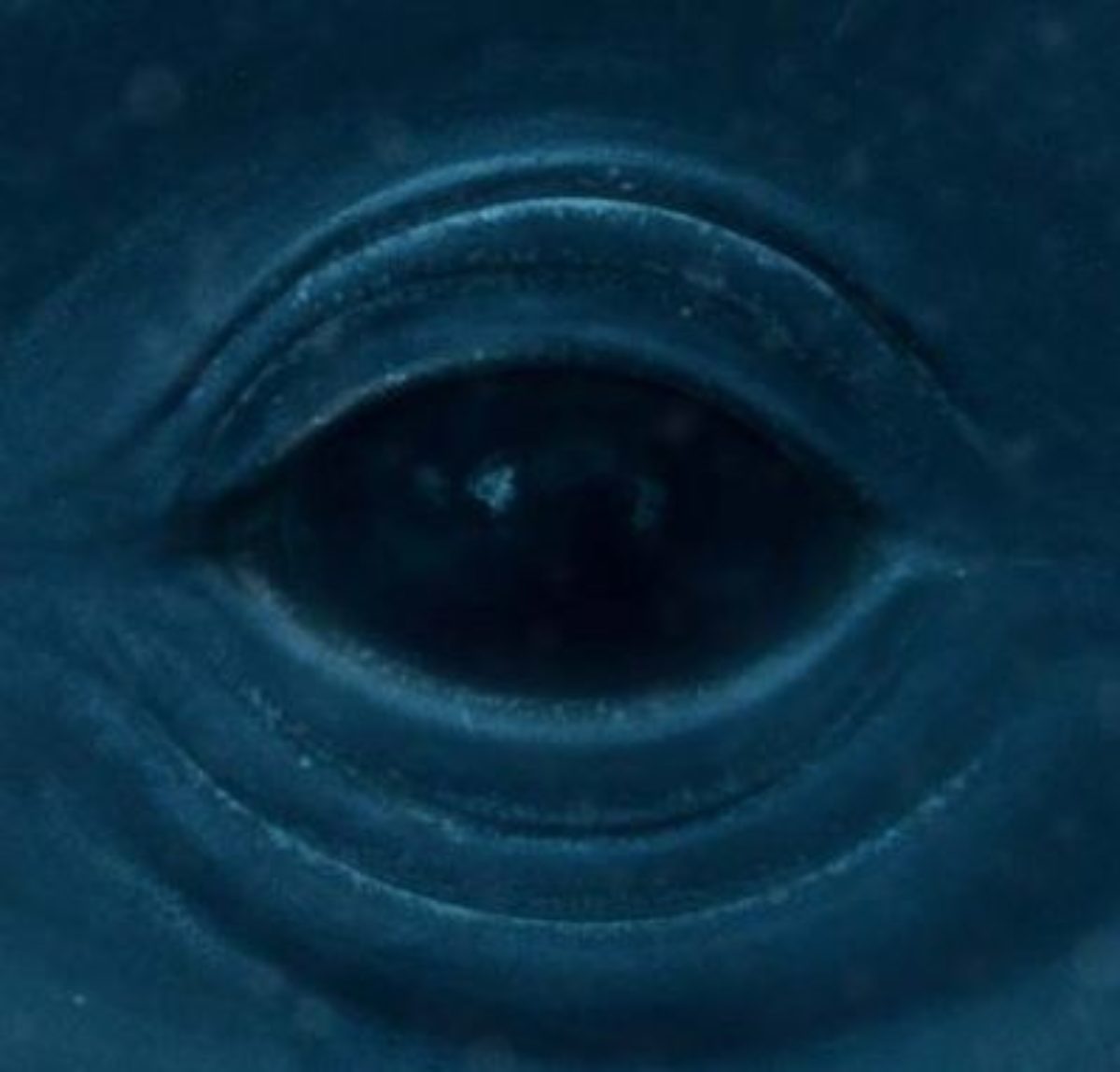 Глаз кита арт